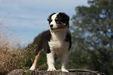 BERGER AUSTRALIEN PUPPIES 565